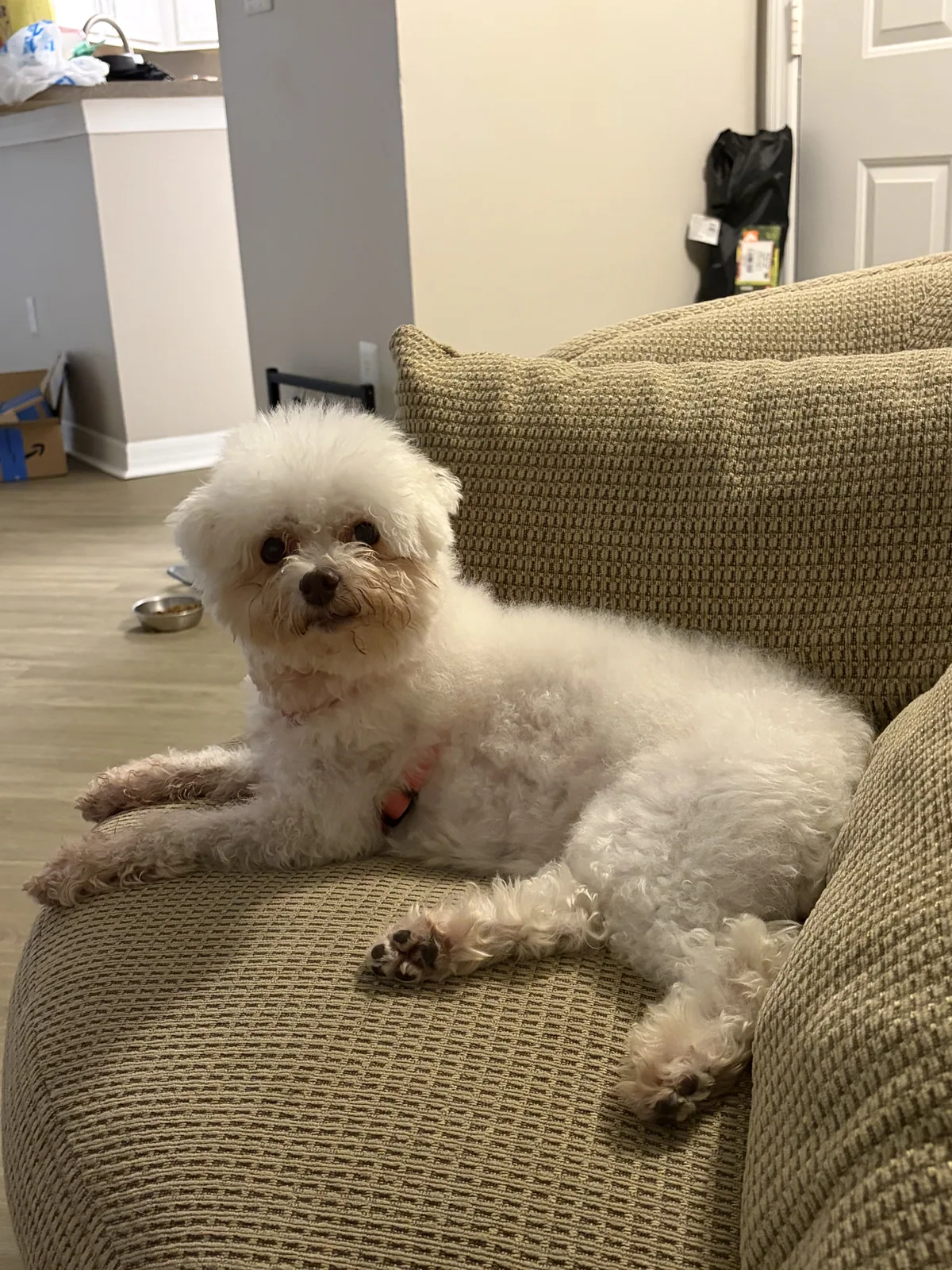A pet cared for by Christine's Professional Pet Care