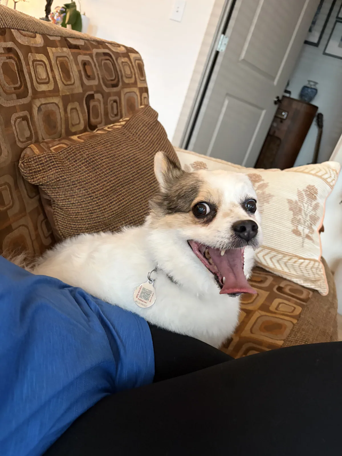 A pet cared for by Christine's Professional Pet Care