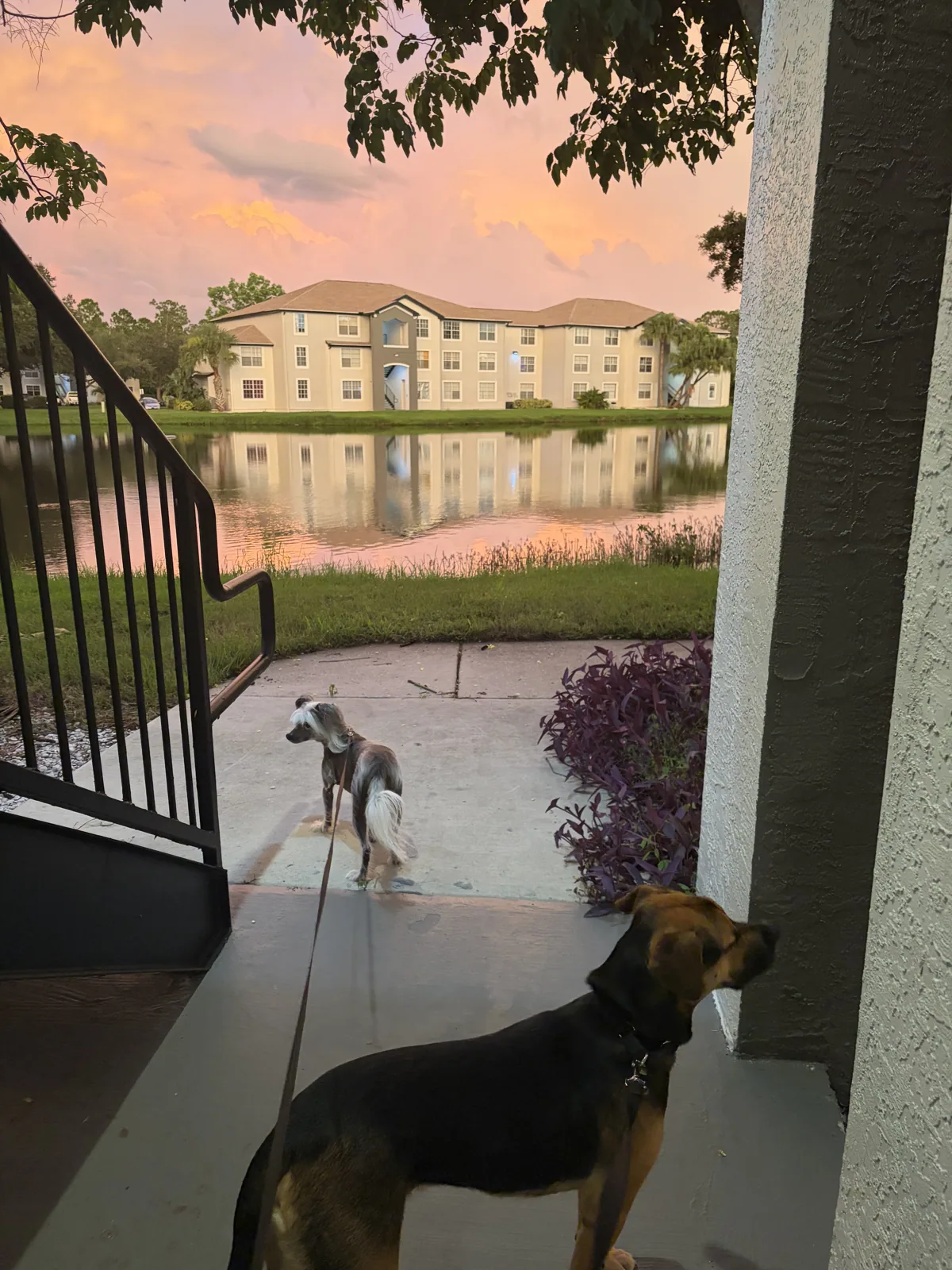A pet cared for by Christine's Professional Pet Care