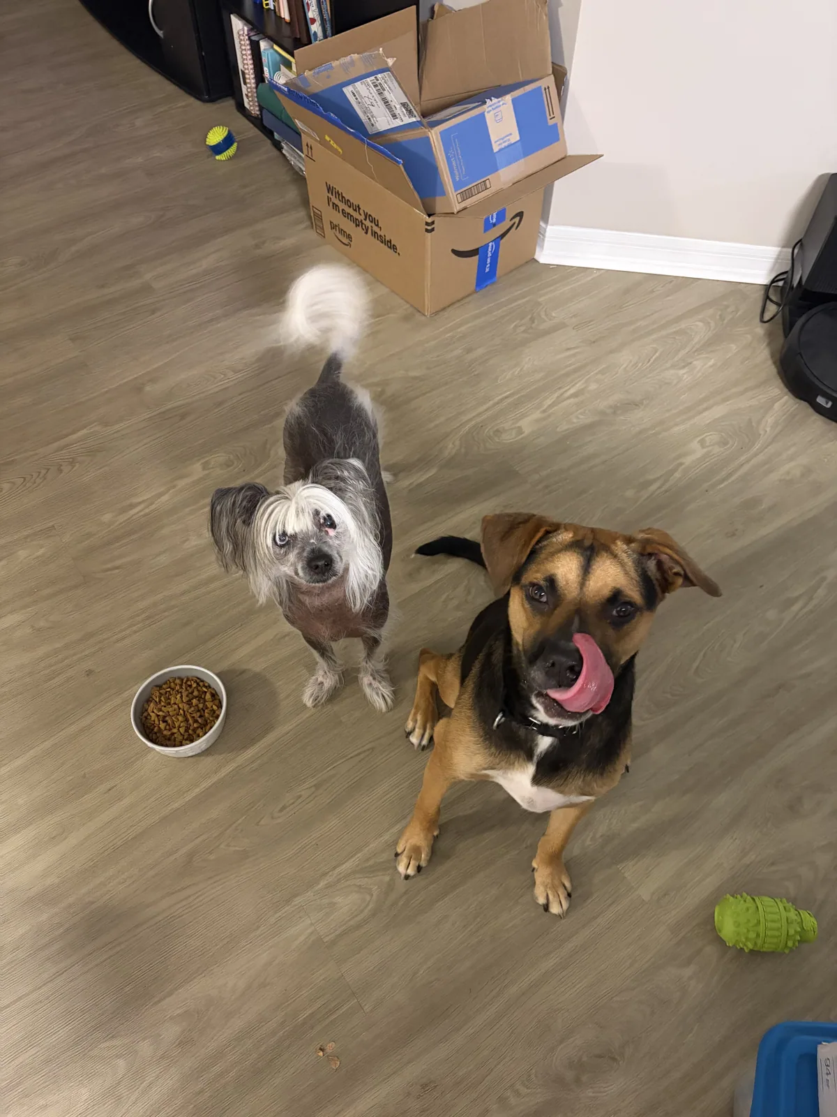 Dog Walking with Christine's Professional Pet Care