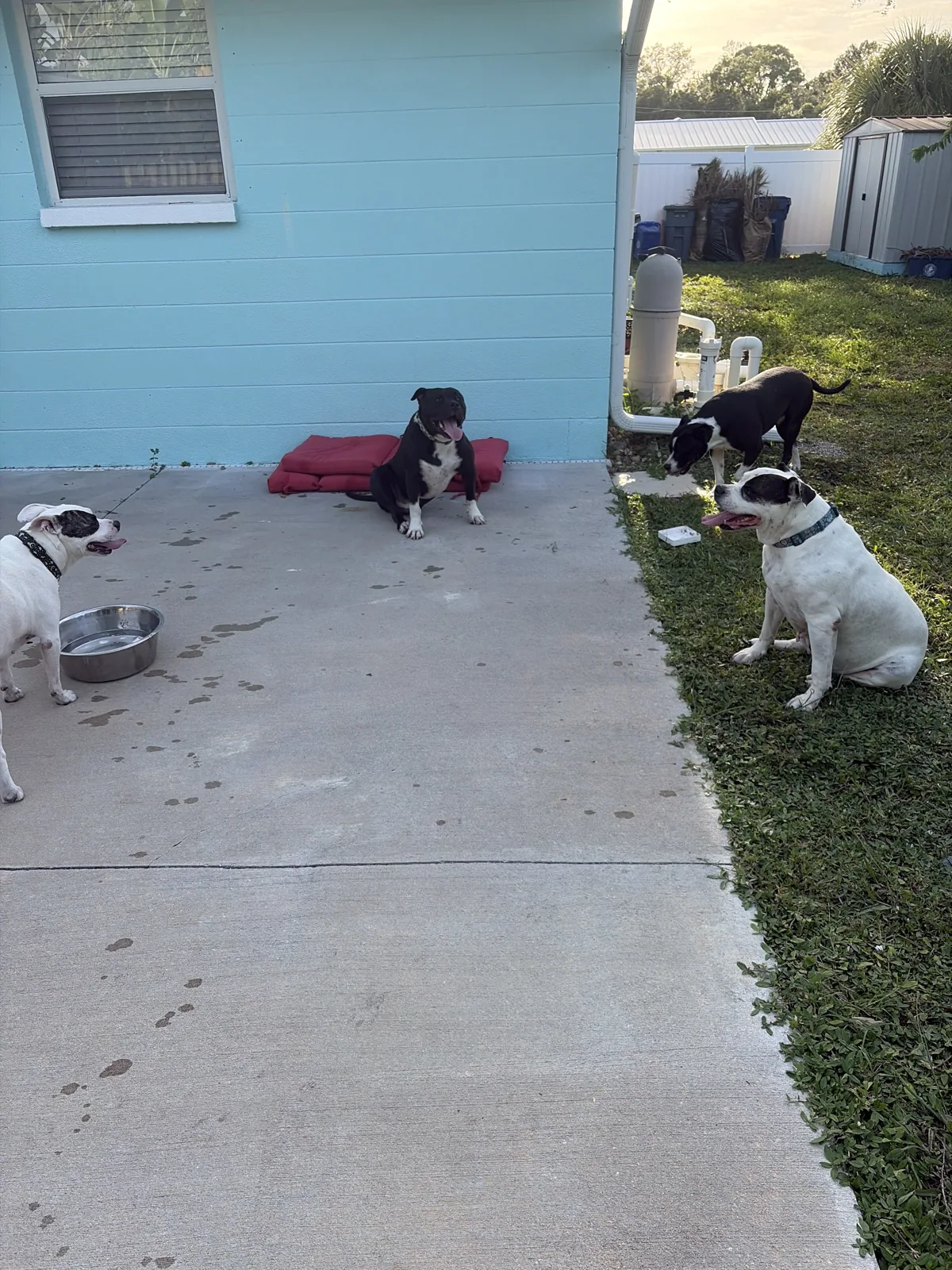 In-Home Overnight Pet Sitting with Christine's Professional Pet Care