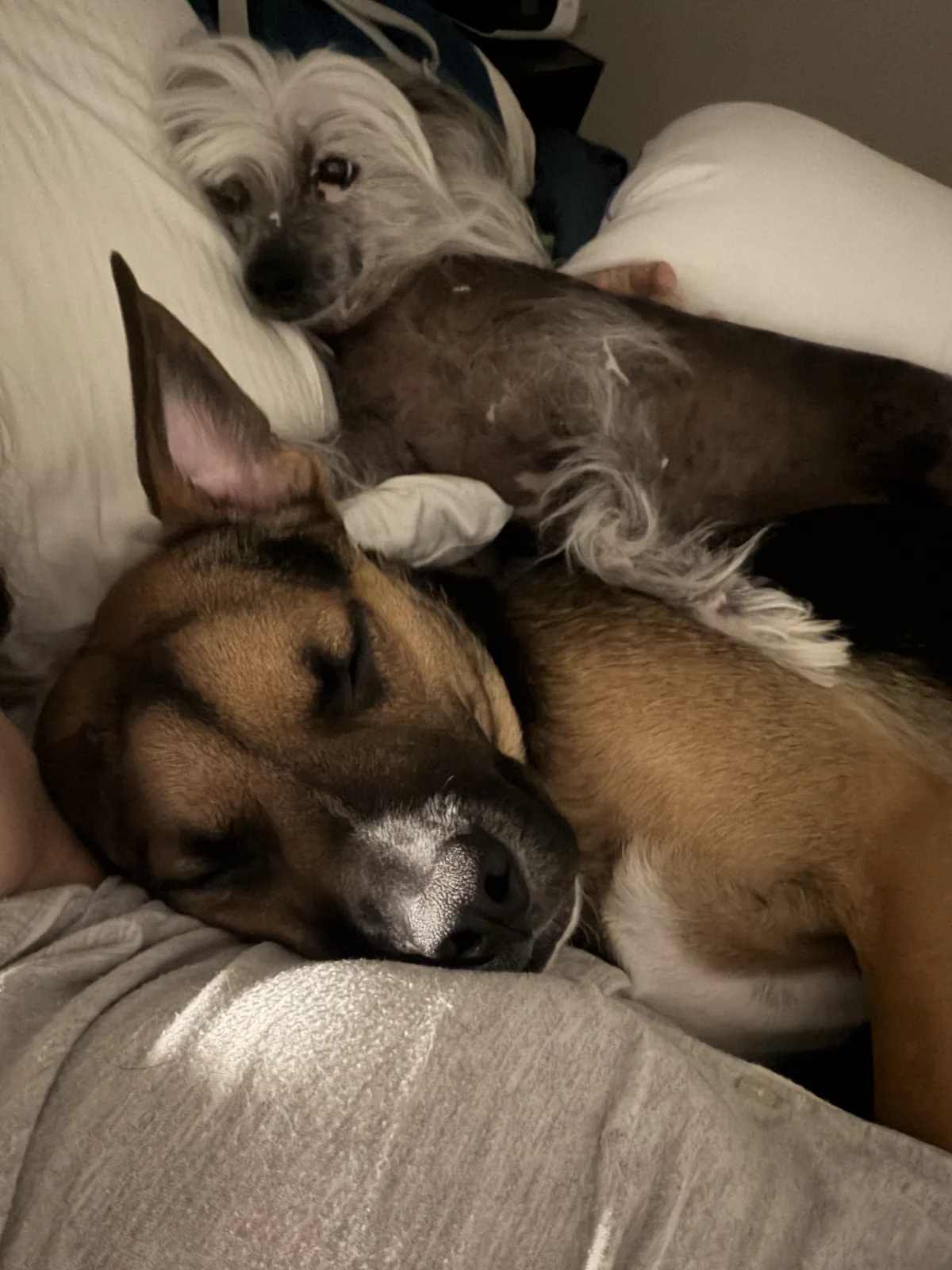 A dog enjoying time in Christine's care