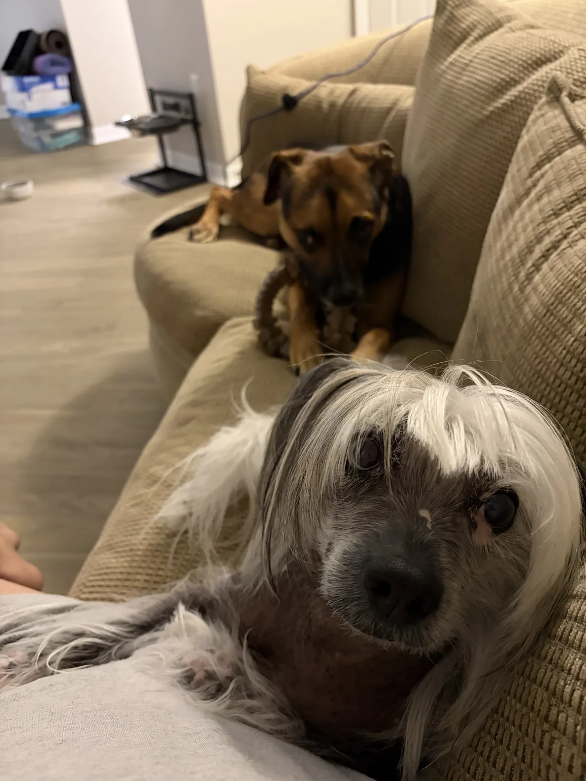 A pet cared for by Christine's Professional Pet Care