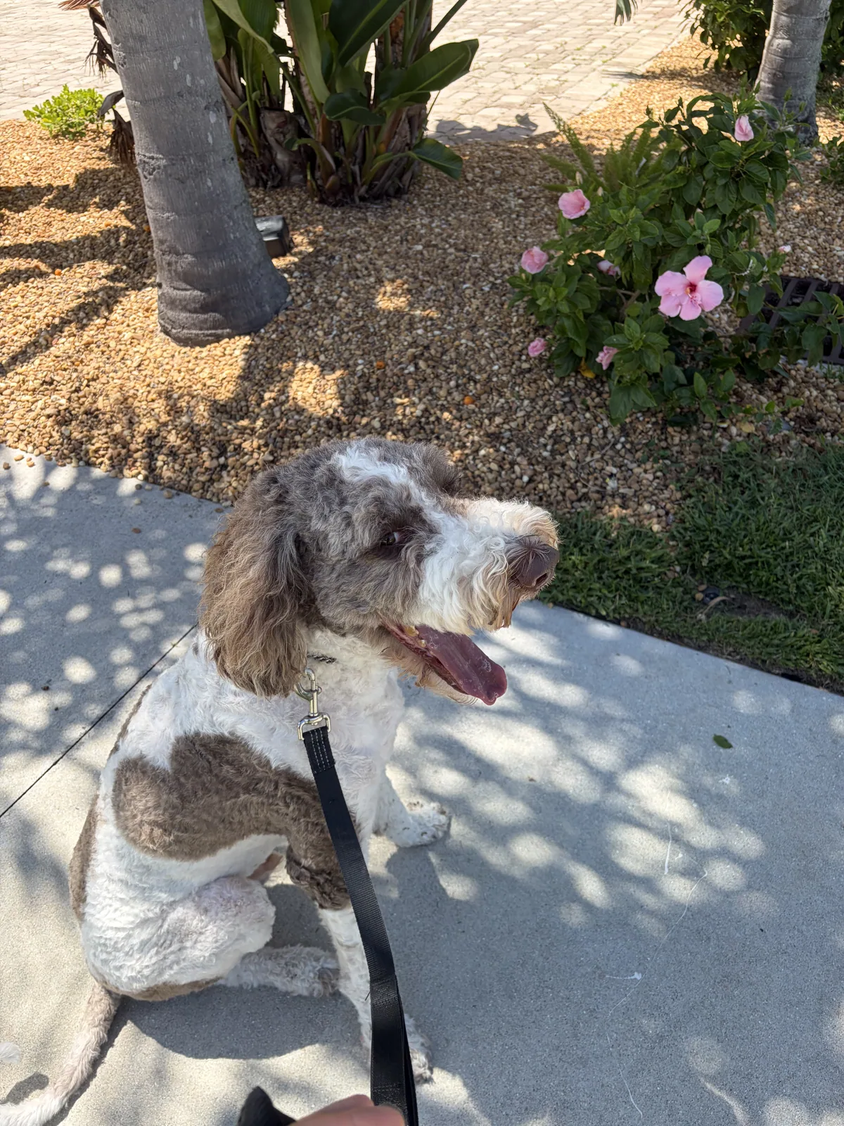 A pet cared for by Christine's Professional Pet Care