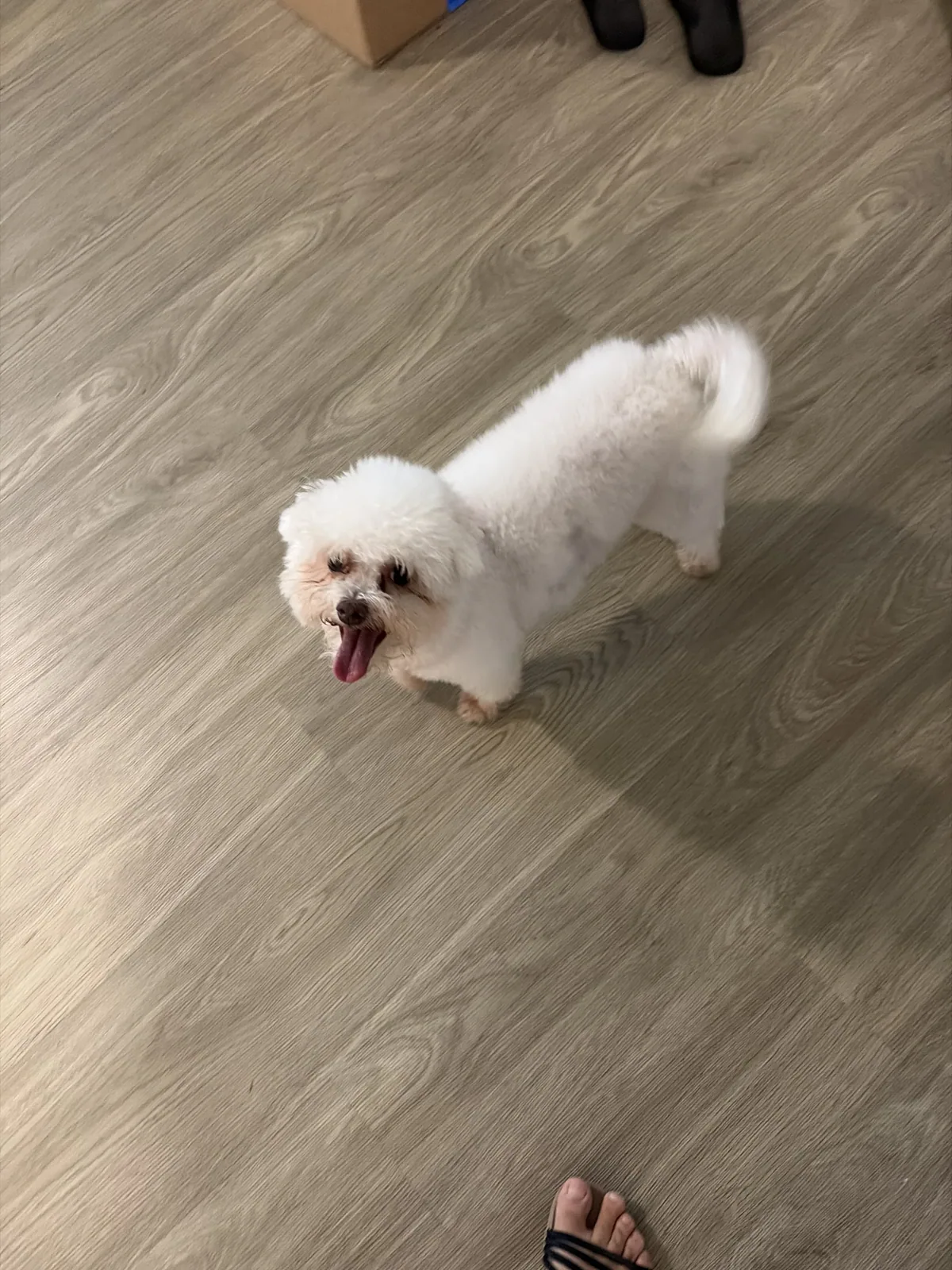 Senior / Low-Energy Dog Boarding with Christine's Professional Pet Care