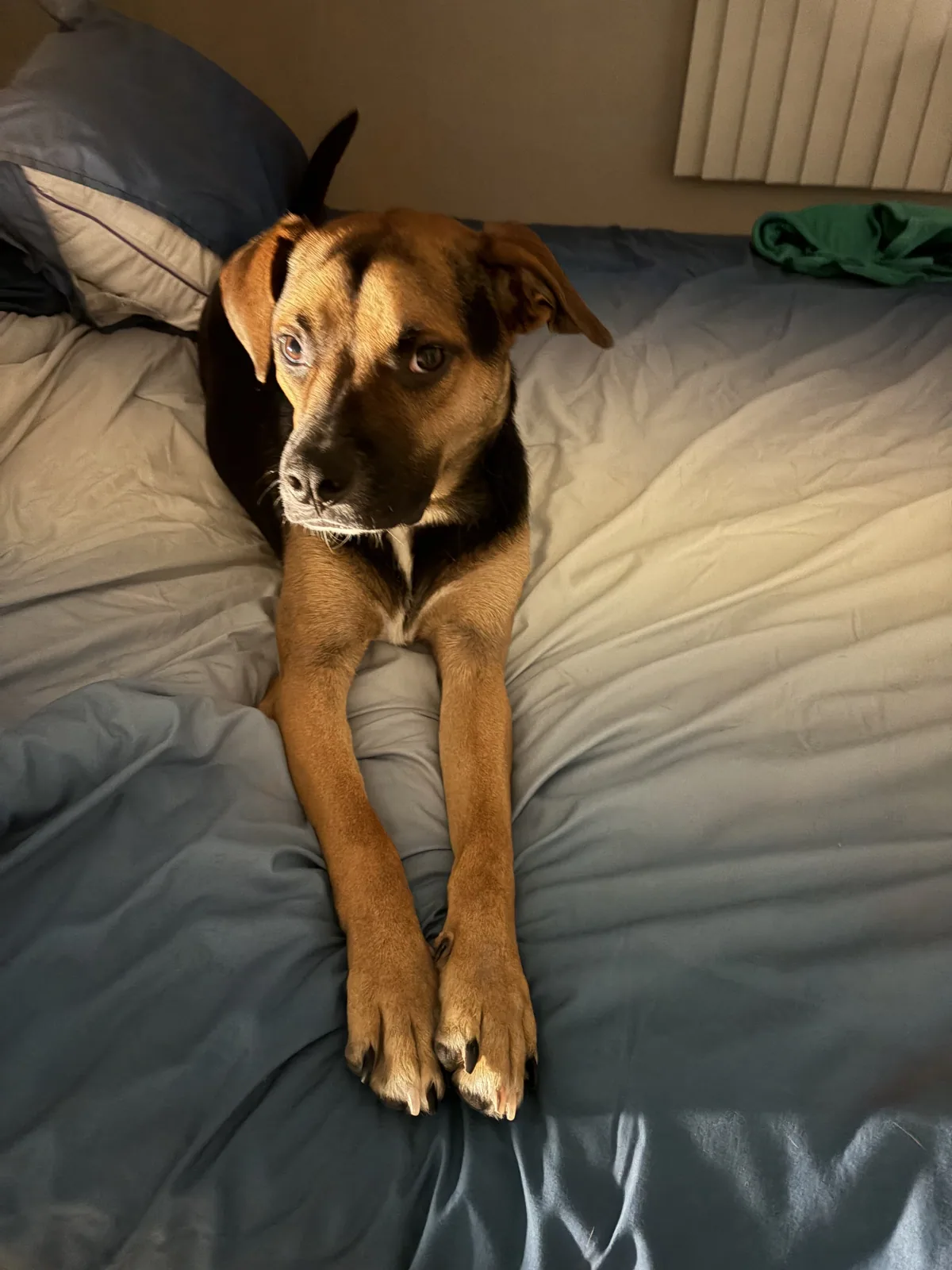 A pet cared for by Christine's Professional Pet Care